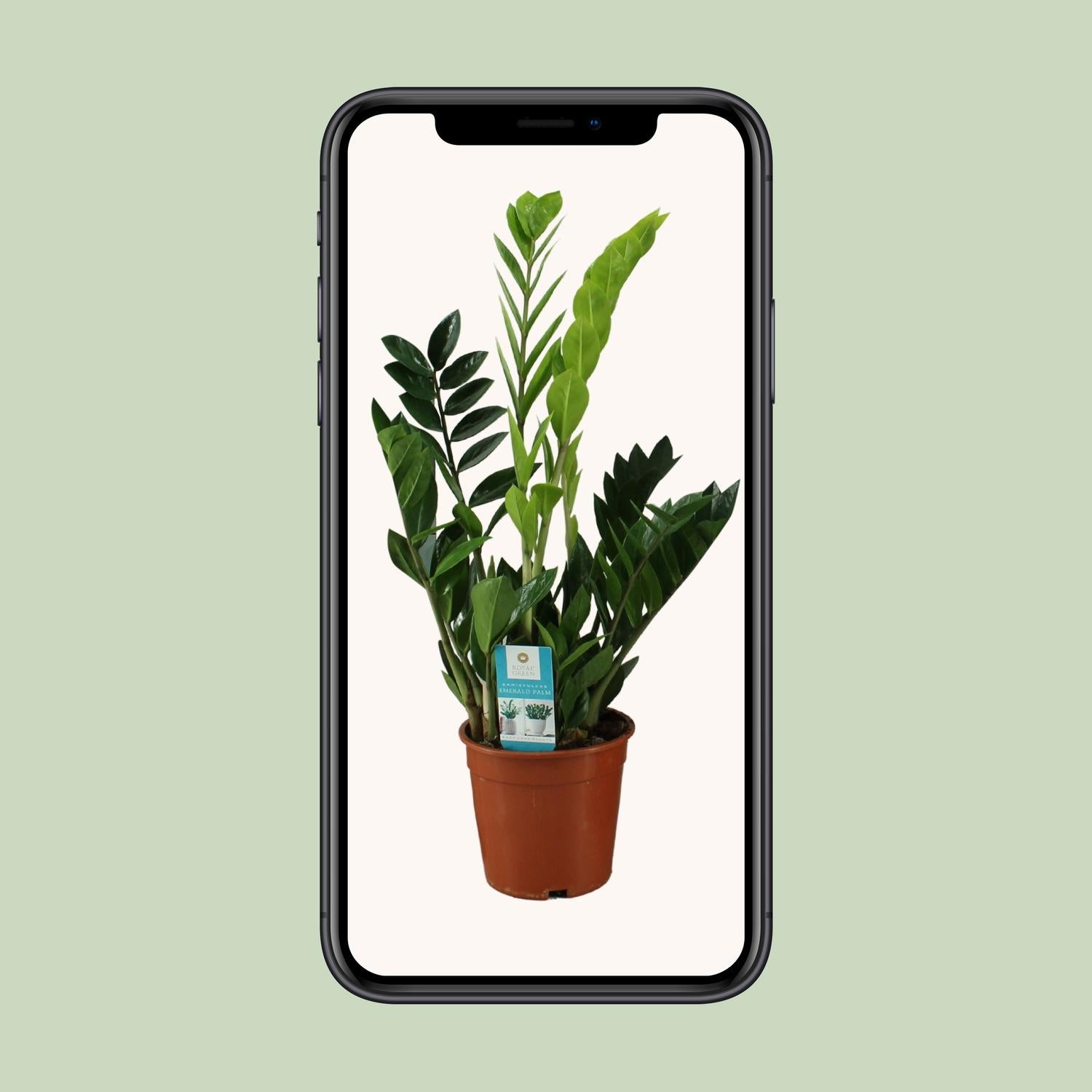 Zamioculcas Zamiifolia 65cm – Grünpflanze bei Pflanzfix24.de - Pflanzfix24.de