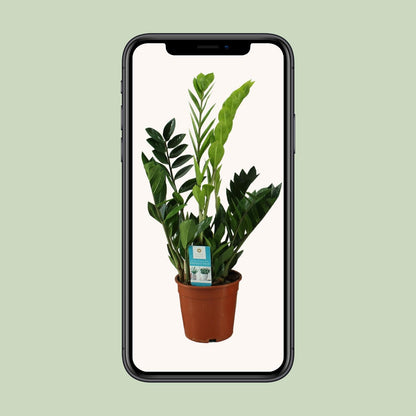 Zamioculcas Zamiifolia 65cm – Grünpflanze bei Pflanzfix24.de - Pflanzfix24.de