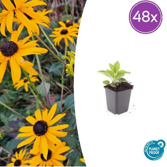48x Rudbeckia fulgida 'Goldsturm' - Pflanzfix24