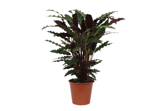 Calathea Wavestar 80 cm - Pflanzfix24.de - Pflanzfix24.de