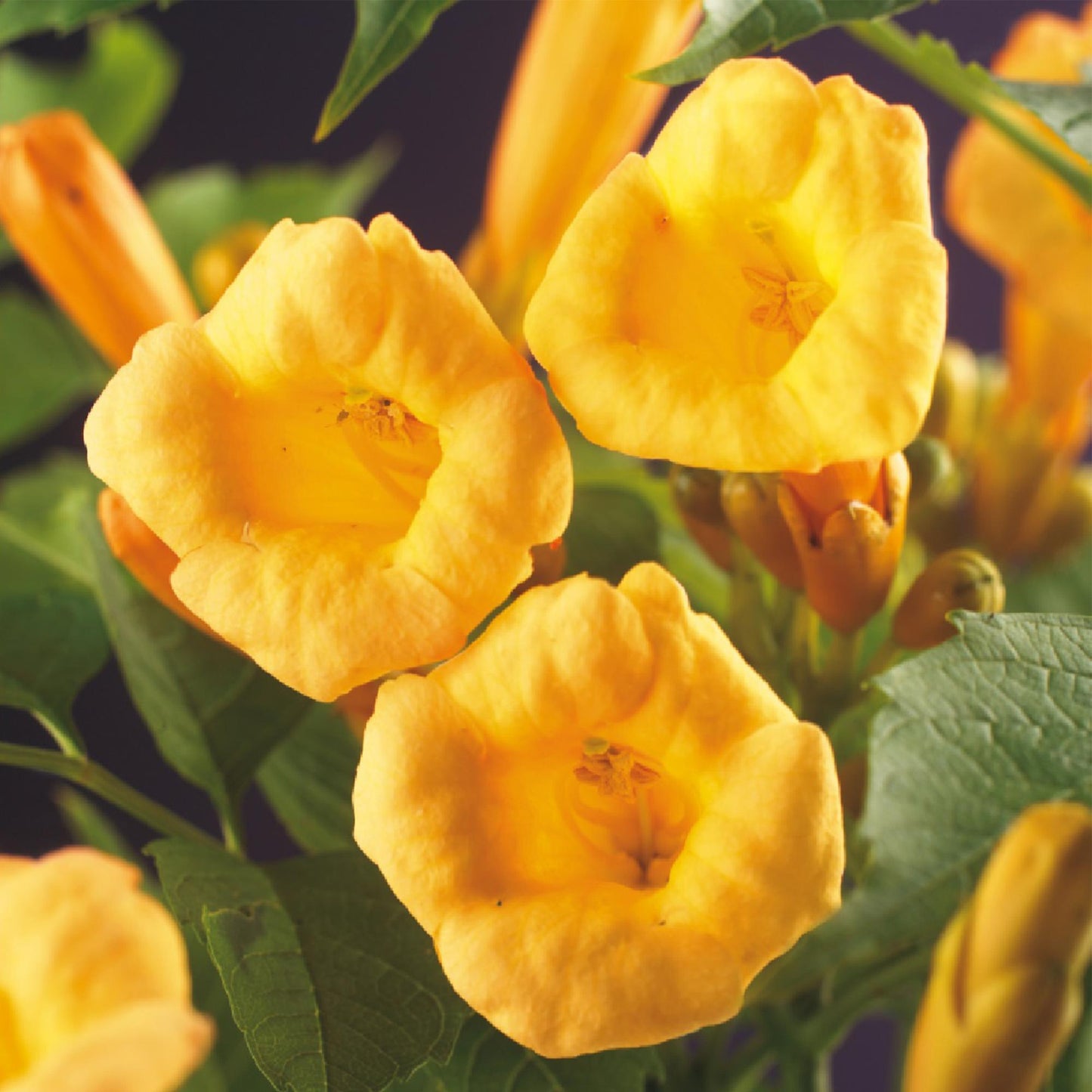 Green boutiQ - pflanzfix24 Campsis radicans Flava – 2x Trompetenblume gelb