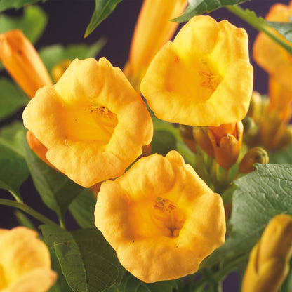 Green boutiQ - pflanzfix24 Campsis radicans Flava – 2x Trompetenblume gelb
