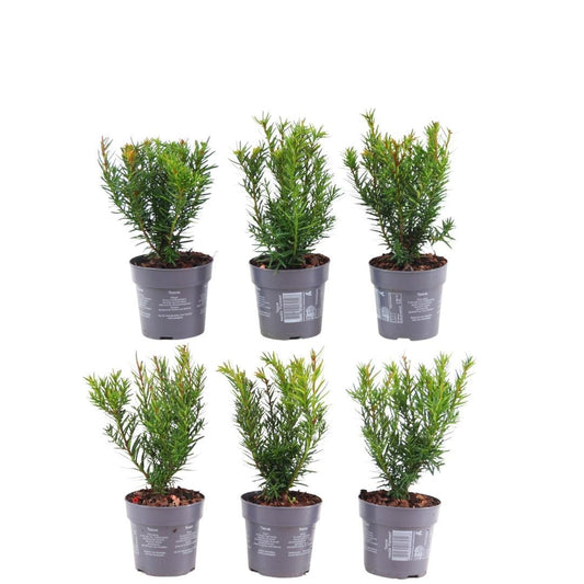 Pflanzfix24 - 1 Meter Eibenhecke - Taxus media Farmen - 6er Pflanzenset