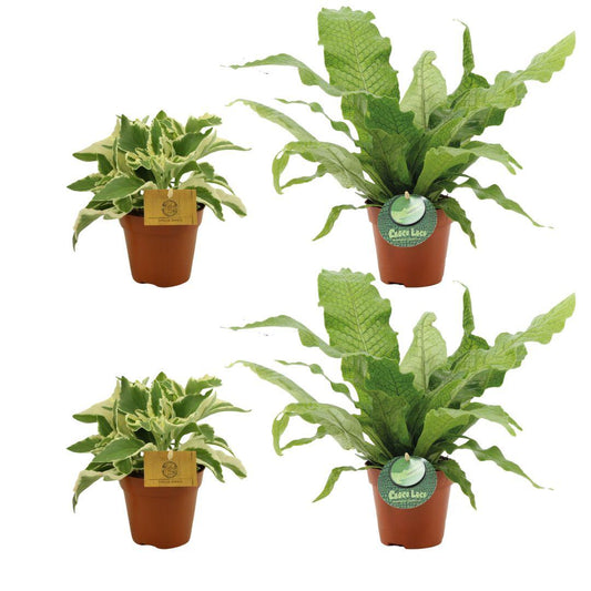 4er Set Kalanchoe Laciniata und Microsorum Crocodyllus - Pflanzfix24
