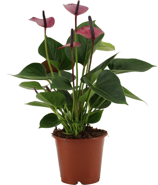 Anthurium Baby Purple In Transparant Sleeve - Ø12cm - ↕36cm - Pflanzfix24