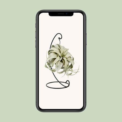 Tillandsia King Xero Ø12cm – Luftpflanze | Pflanzfix24.de - Pflanzfix24.de