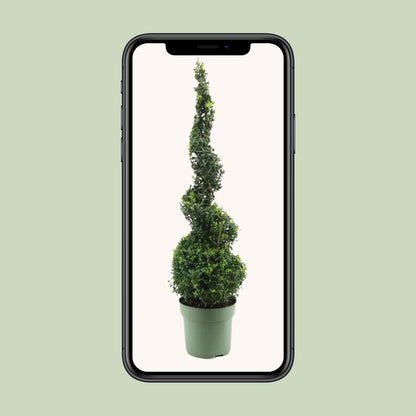 Buxus Semp. Spiral 70cm - Ø23cm - ↕90cm bei Pflanzfix24