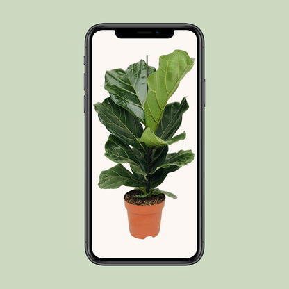 Ficus Lyrata - Ø17cm - ↕75cm - Pflanzfix24.de - Pflanzfix24.de