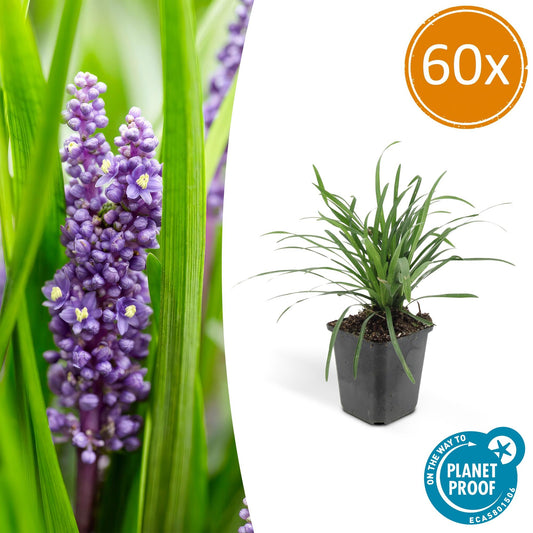 60x Liriope muscari 'Big Blue' - ↕10-25cm - Ø9cm - Pflanzfix24.de - Pflanzfix24.de