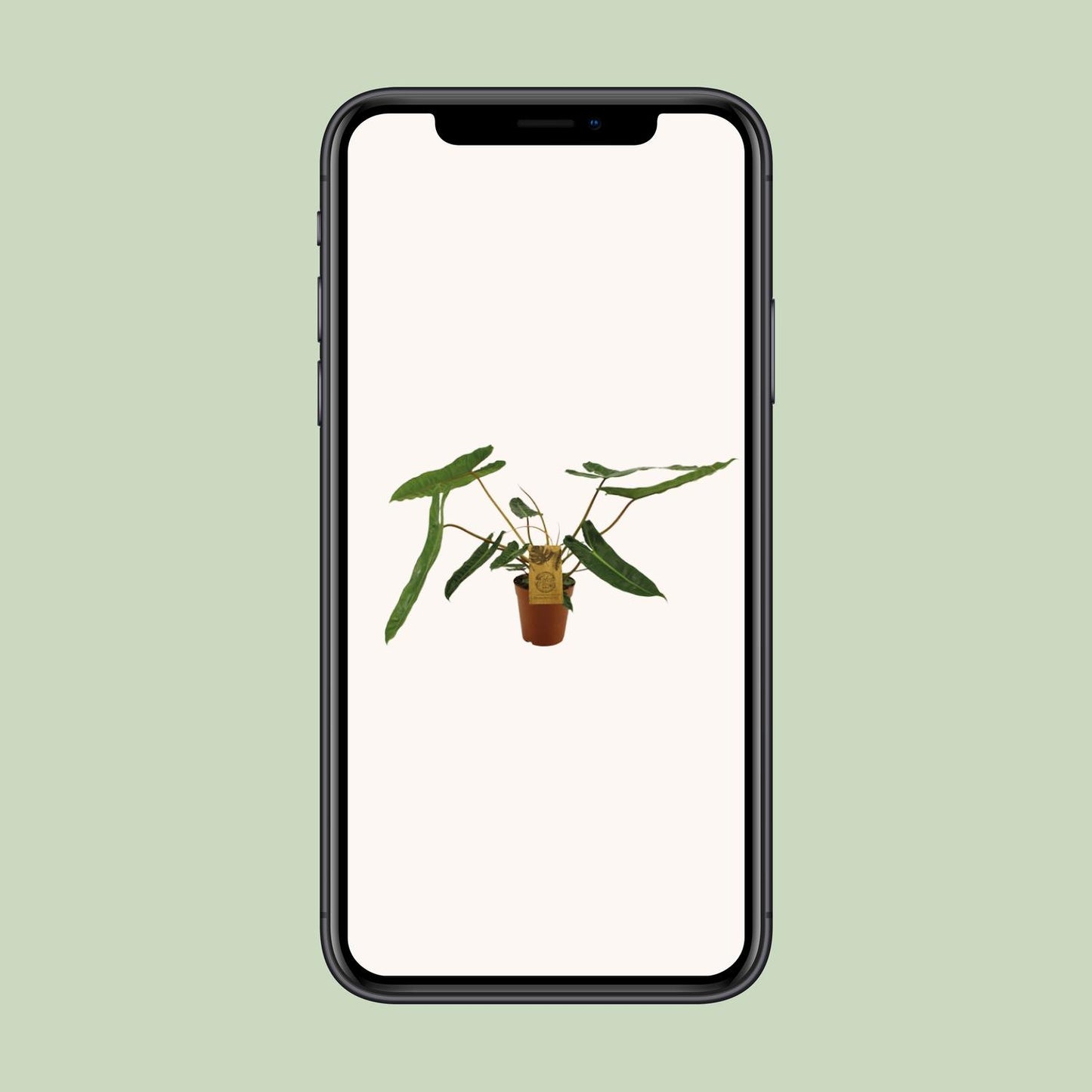 Philodendron Billetiae - Ø15cm - ↕50cm - Pflanzfix24