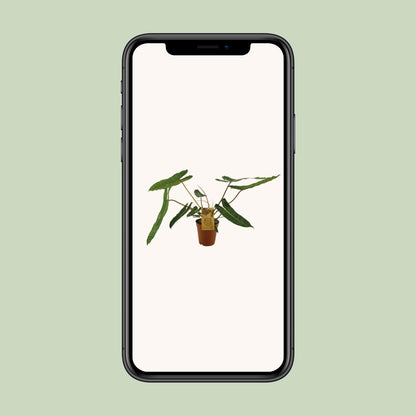 Philodendron Billetiae - Ø15cm - ↕50cm - Pflanzfix24