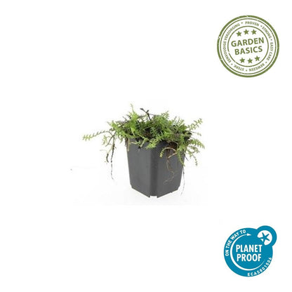 60x Leptinella squalida Bodendecker 9 cm Topf – Pflanzfix24