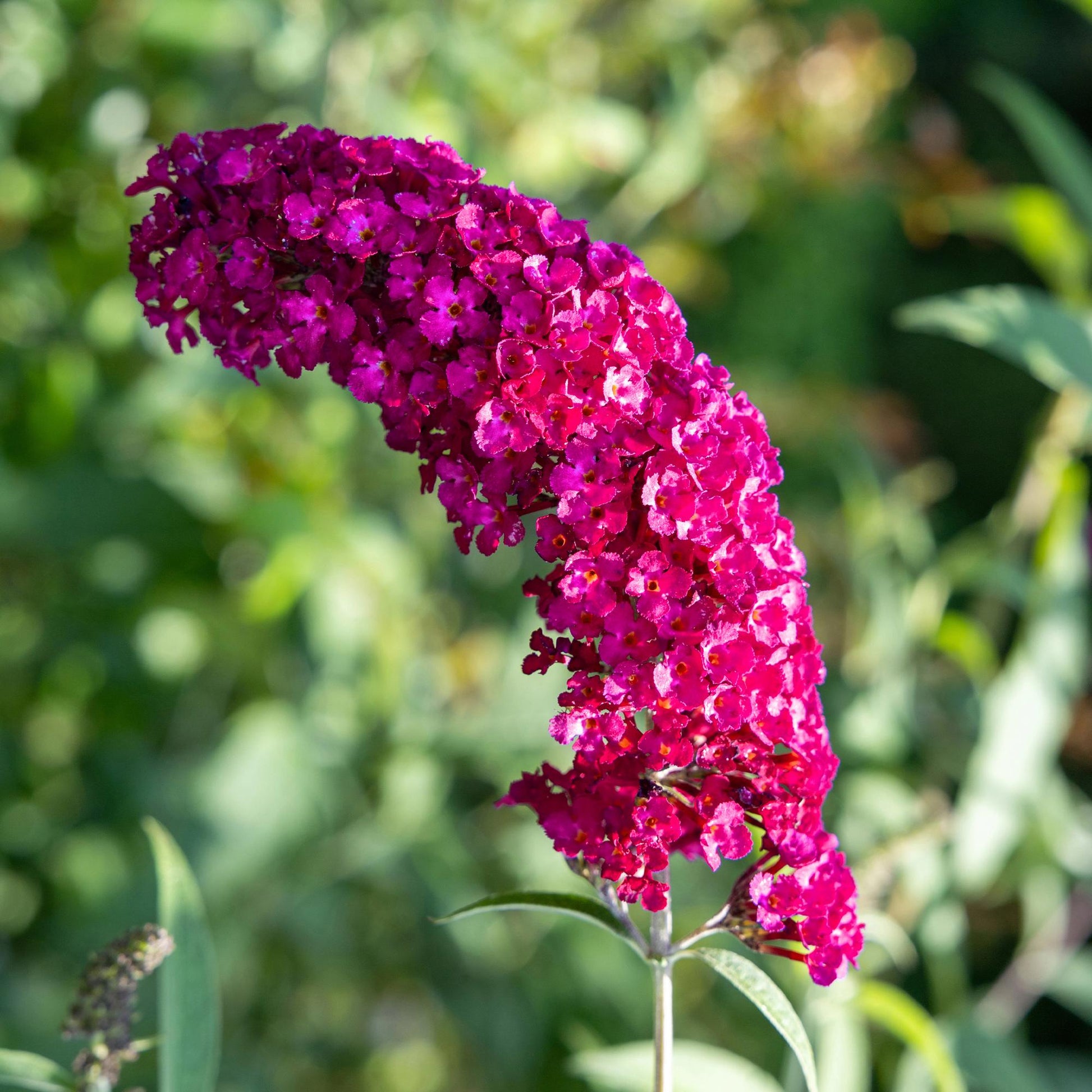 Pflanzfix24.de - Schmetterlingsstrauch - Buddleja davidii Royal Red - 1 Pflanze - Pflanzfix24.de