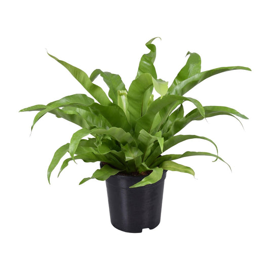 Asplenium Antiquum - Ø17cm - ↕45cm von Pflanzfix24.de - Pflanzfix24.de