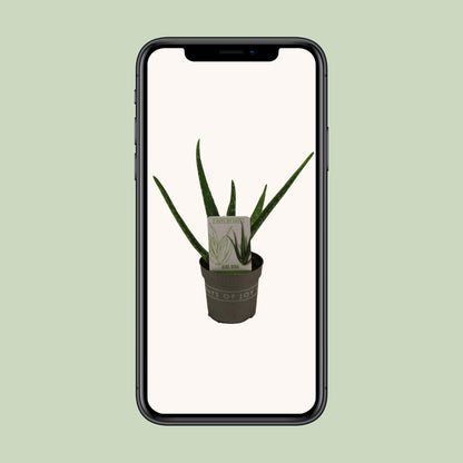 Aloe Vera - Ø10,5cm - ↕30cm - Pflanzfix24