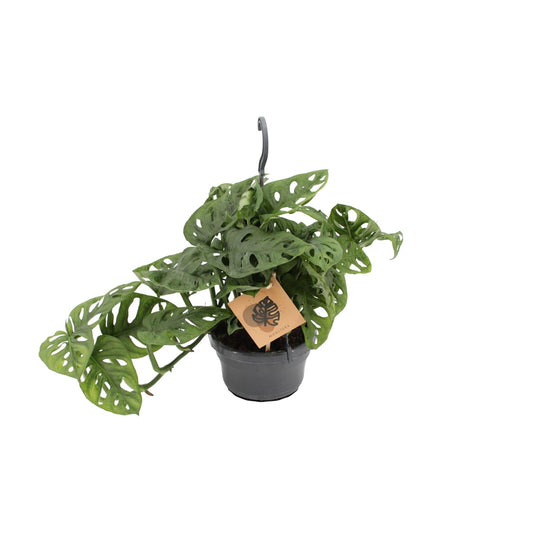 Monstera Monkey Ø14cm – pflegeleichte Zimmerpflanze | Pflanzfix24.de - Pflanzfix24.de
