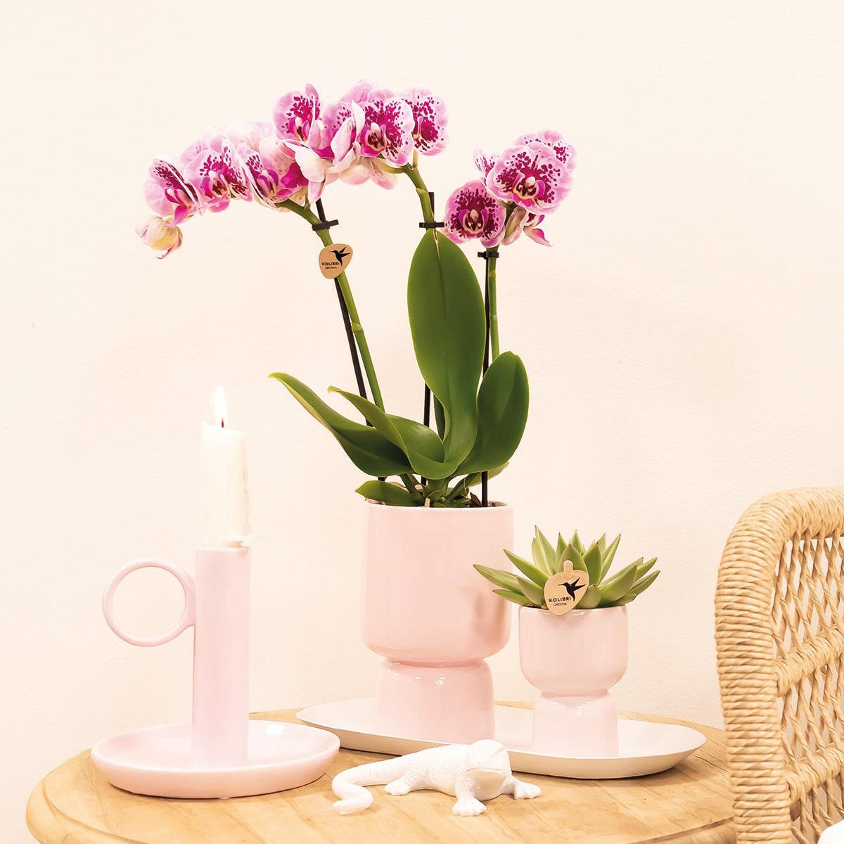 Phalaenopsis Orchidee Rosa-Lila | Diamond-Linie | Pflanzfix24.de - Pflanzfix24.de