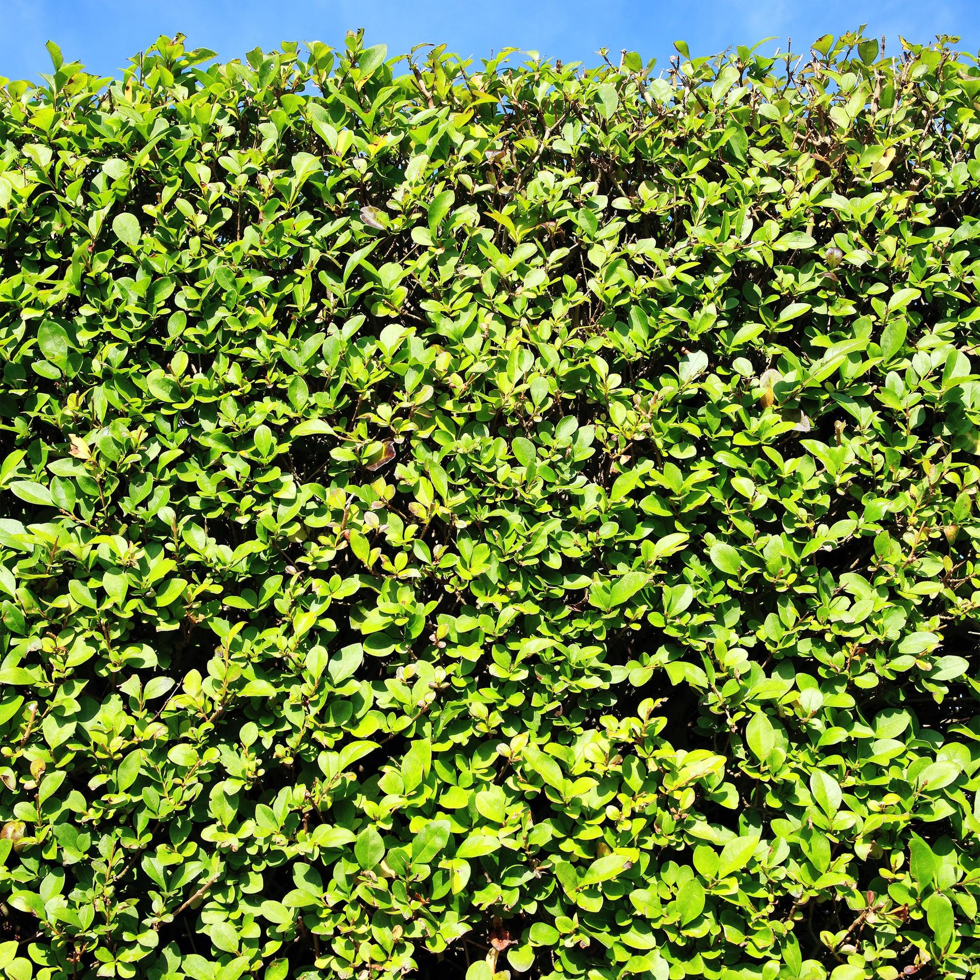GreenboutiQ - Ligustrum ovalifolium Heckenpflanzen - 6 Pflanzen - Pflanzfix24.de - Pflanzfix24.de