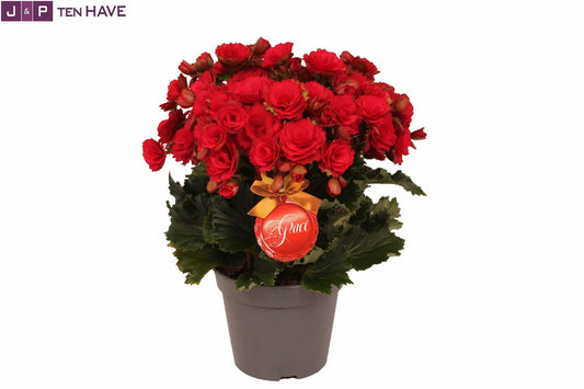 Winterbegonia 'Grace'' Rood 14 Cm - Ø14cm - ↕35cm - Pflanzfix24