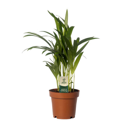 Dypsis Lutescens - Areca - Ø12cm - ↕40cm - Pflanzfix24