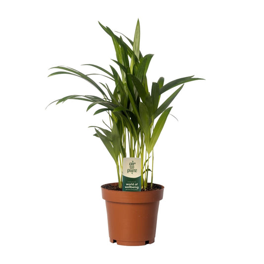 Dypsis Lutescens - Areca - Ø12cm - ↕40cm - Pflanzfix24