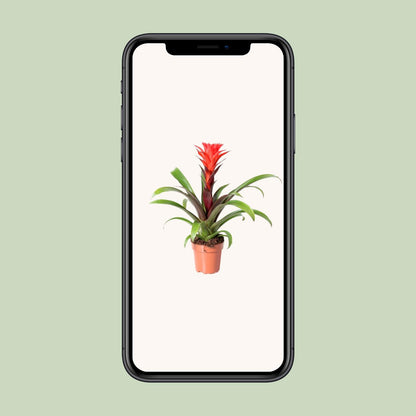 Guzmania Rockyflower Hope - Ø12cm - ↕43cm - Pflanzfix24