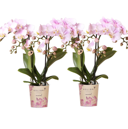 Kolibri Orchids Kombi-Angebot - Portugal - pflanzfix24