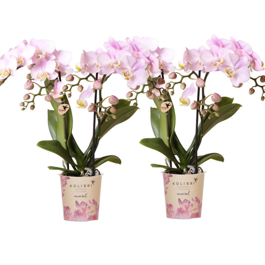 Kolibri Orchids Kombi-Angebot - Portugal - pflanzfix24