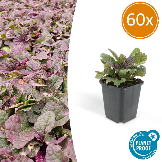 60x Ajuga reptans 'Burgundy Glow' - Pflanzfix24