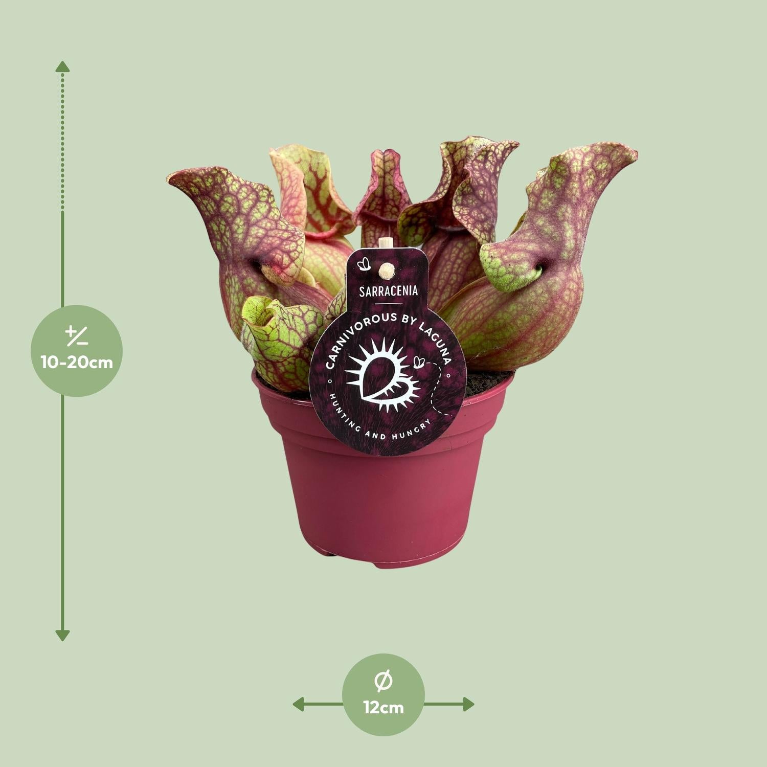 Sarracenia Venosa 12cm – Karnivore Pflanze | Pflanzfix24.de - Pflanzfix24.de