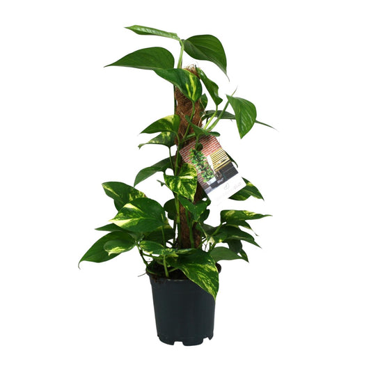 Scindapsus Epipremnum 50cm – Ø15cm Topf – Pflanzfix24.de - Pflanzfix24.de