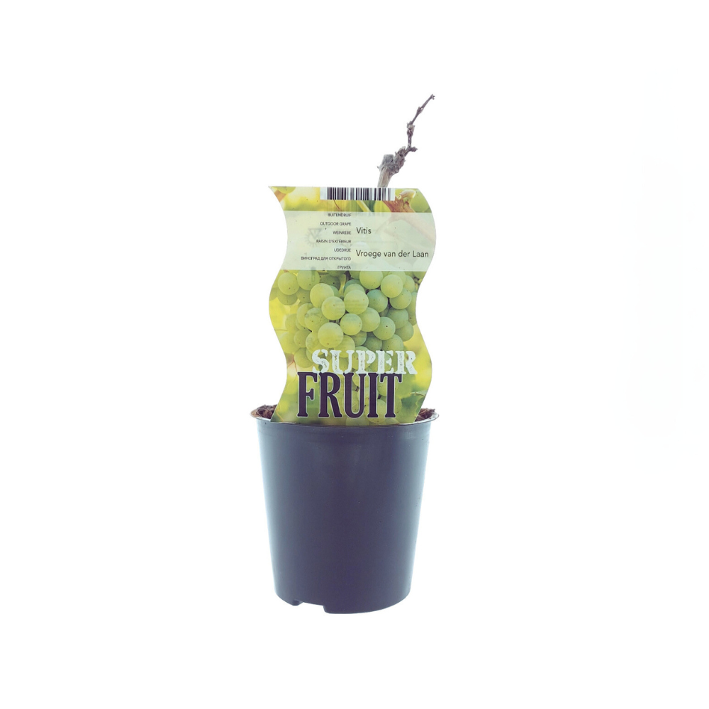 Vitis Vroege Van Der Laan (Weiße Traube) - Ø12cm - ↕30cm - Pflanzfix24