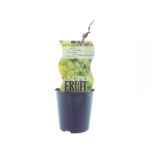 Vitis Vroege Van Der Laan (Weiße Traube) - Ø12cm - ↕30cm - Pflanzfix24