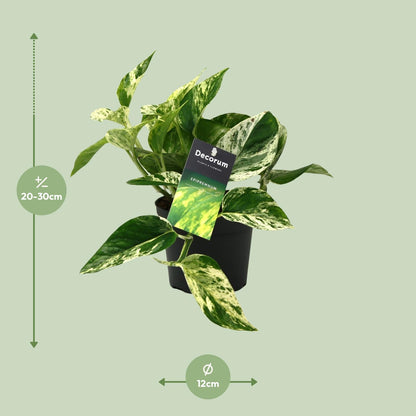 Scindapsus (Epipremnum) Marble Queen - Ø12cm - ↕25cm - Pflanzfix24