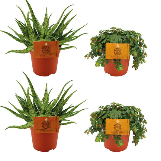 2x Aloe Spider + 2x Sedum Tornado Set Ø10,5 cm – Pflanzfix24