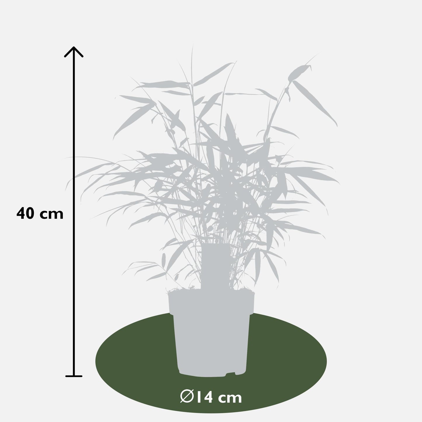 Fargesia Robusta 'Pingwu' - Ø14cm - ↕40cm - Pflanzfix24