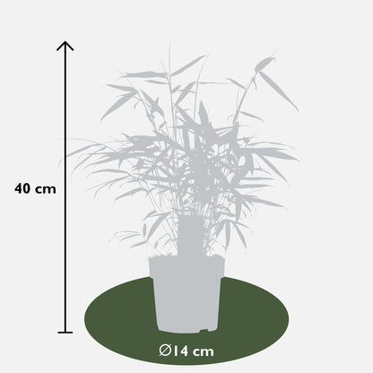 Fargesia Robusta 'Pingwu' - Ø14cm - ↕40cm - Pflanzfix24