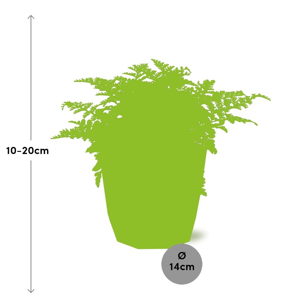 Asplenium Parvati in ELHO b.for rock 14 cm warm grey - Pflanzfix24