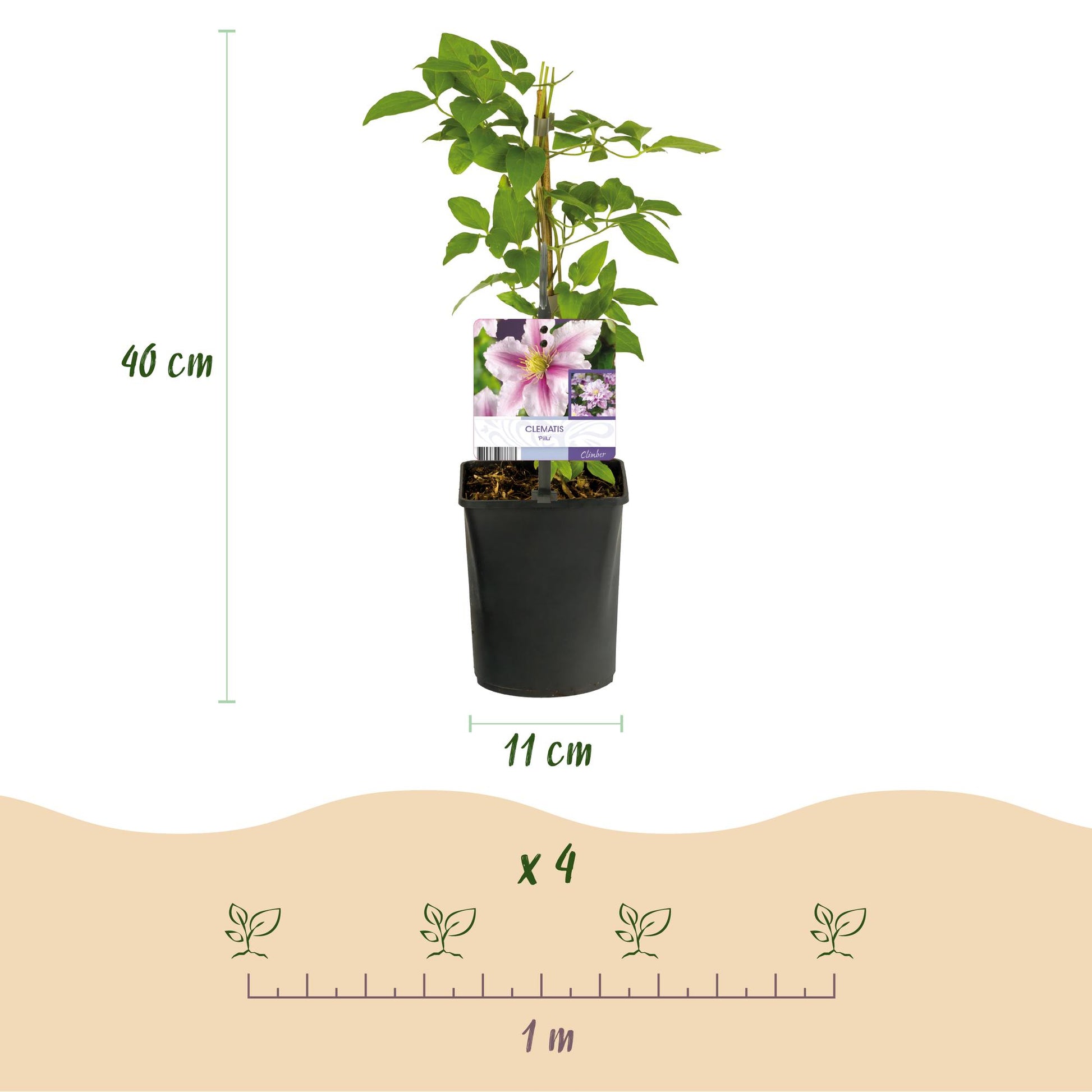 Pflanzfix24.de - Clematis Piilu Kletterpflanze - 2 Pflanzen - Pflanzfix24.de