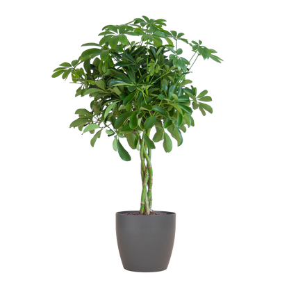 Schefflera Nora 70 cm mit Viber-Topf Grau – Pflanzfix24.de - Pflanzfix24.de