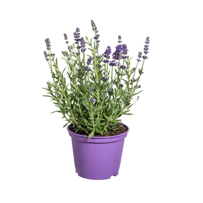 8x Lavandula angustifolia Ø13cm - ↕30 - 40cm - Pflanzfix24.de - Pflanzfix24.de