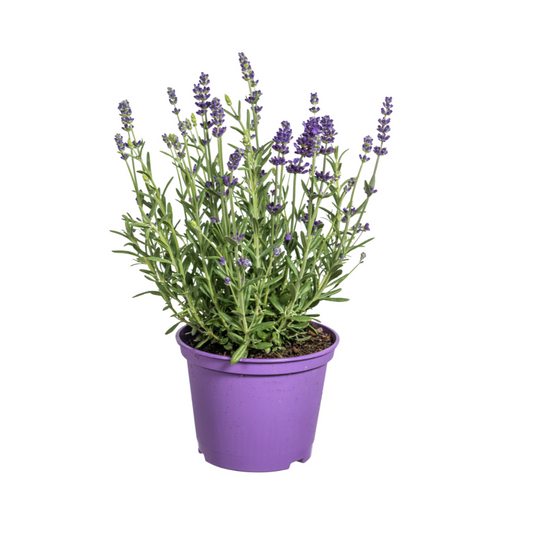 8x Lavandula angustifolia Ø13cm - ↕30 - 40cm - Pflanzfix24.de - Pflanzfix24.de