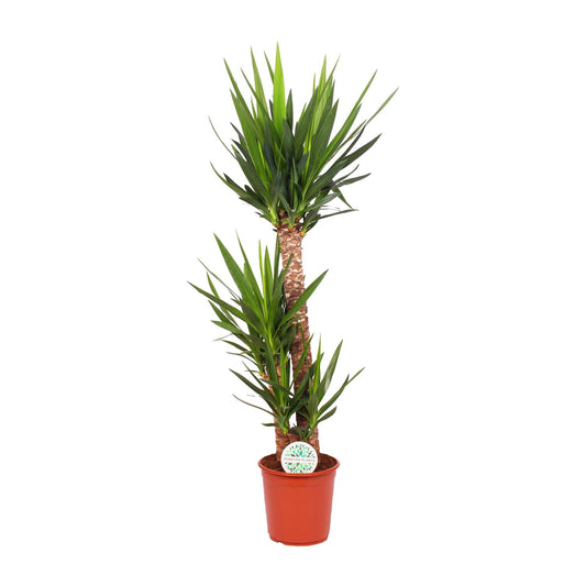 Yucca Elephantipes 125cm Ø24cm – Zimmerpflanze | Pflanzfix24.de - Pflanzfix24.de