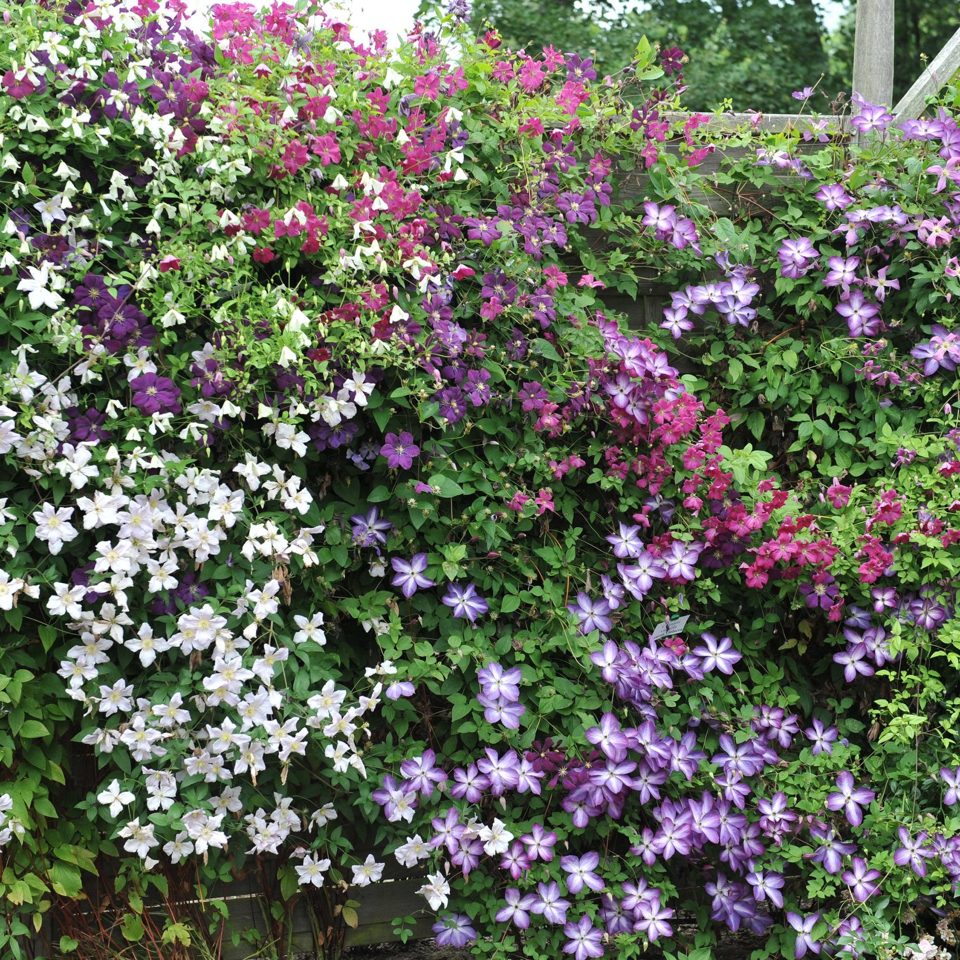 Clematis Tricolour – 3er-Set Kletterpflanzen rosa-weiß-lila – Höhe 40 cm – Pflanzfix24.de - Pflanzfix24.de