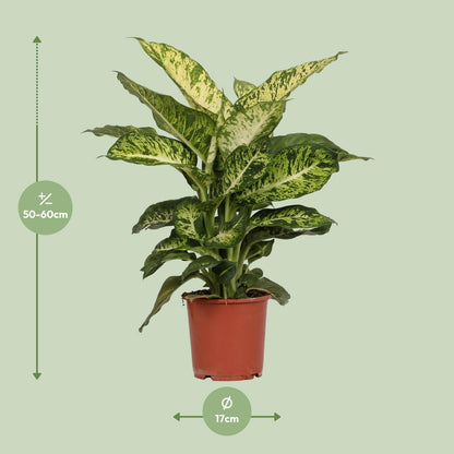 Dieffenbachia Mars - Ø17cm - ↕50cm - Pflanzfix24.de - Pflanzfix24.de