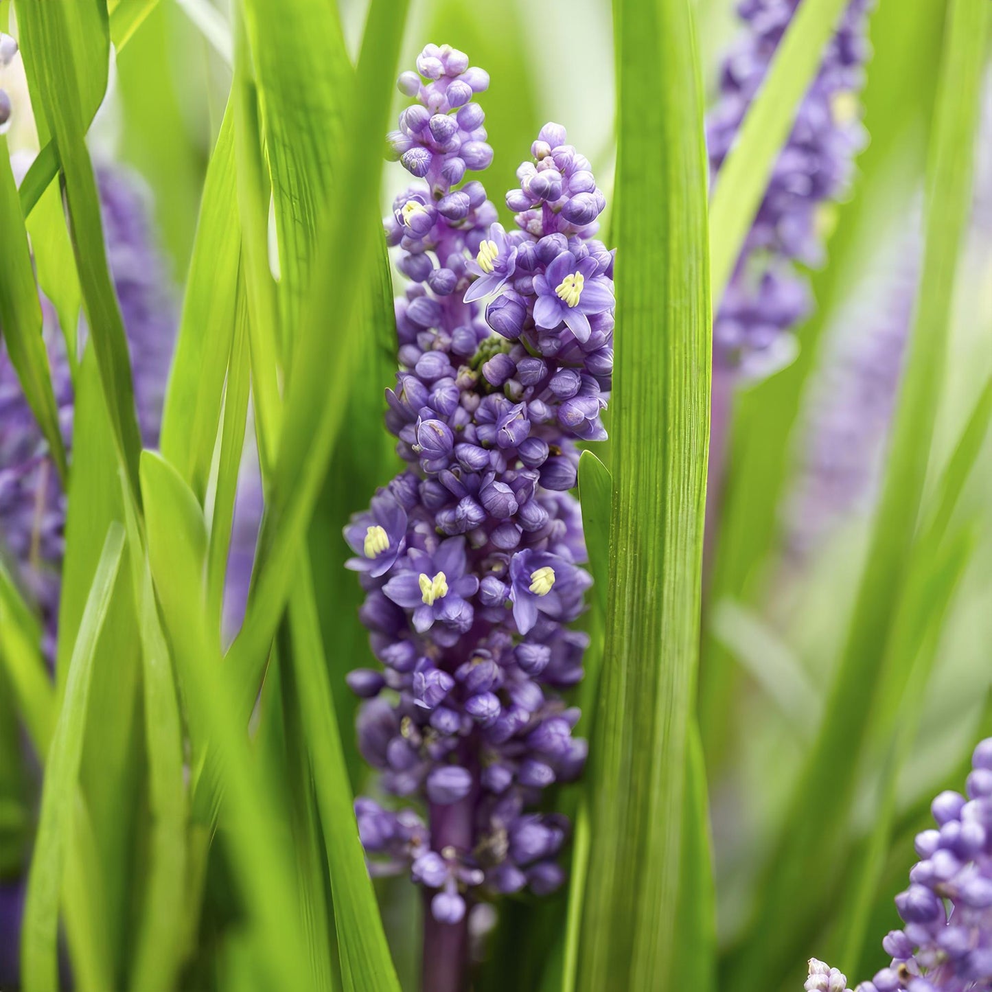 6x Liriope muscari 'Moneymaker' Ø9cm - Bodendecker bei Pflanzfix24