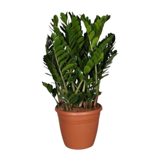 Zamioculcas Zamiifolia - Ø37cm - ↕110cm - Pflanzfix24