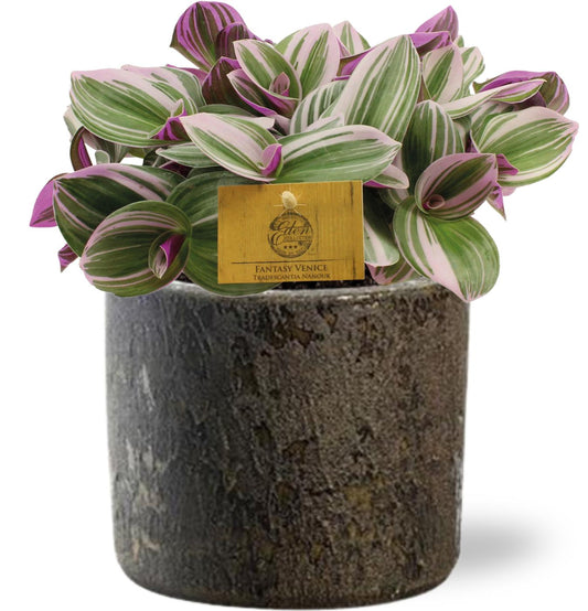 Tradescantia Nanouk + Maas Pot - Pflanzfix24