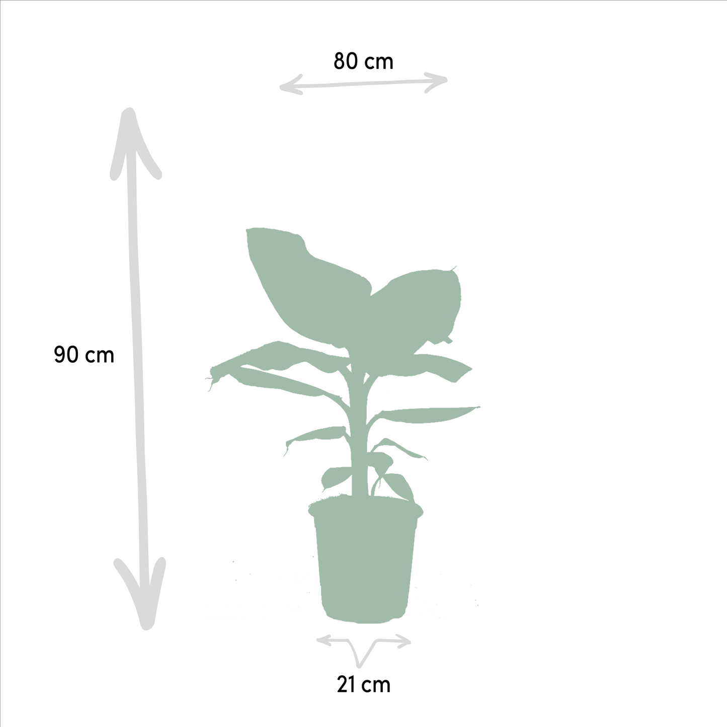Tropische Zimmerpflanzen-Set - Monstera, Musa Dwarf Cavendish, Strelitzia Nicolai - Pflanzfix24