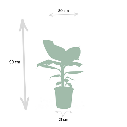 Tropische Zimmerpflanzen-Set - Monstera, Musa Dwarf Cavendish, Strelitzia Nicolai - Pflanzfix24